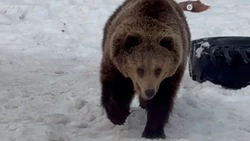 «Теперь точно весна!»: Медведицы из Белгородского зоопарка вышли из спячки