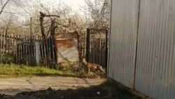 Застрявшего в заборе возле медколледжа в Старом Осколе самца косули выпустили в заказнике