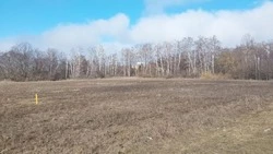 В Чернянском округе обнаружены заросшие сорняком сельхозземли