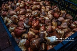 Белгород готовится к весеннему озеленению