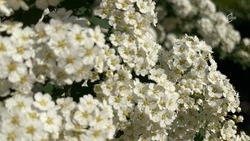 Вместо погибших деревьев в центре Белгорода высадят черёмуху