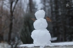 Снег заметёт Белгородскую область в последний день 2025 года 