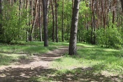 Свыше 70 тысяч га леса восстановят в Белгородской области 
