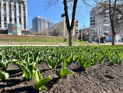  В Белгороде высадили более 2,5 млн тюльпанов