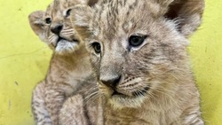 Белгородский зоопарк определился с именем для четырёхмесячной львицы