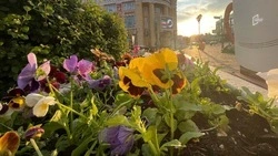 Белгорблагоустройство потратит 4,5 млн рублей на закупку рассады виолы и 1,4 млн на удобрения