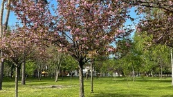 В Белгороде спилят шесть туй на перекрёстке улицы Попова и Белгородского проспекта