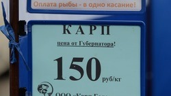 Губернатор отчитался о ценах на фермерской ярмарке в Белгороде