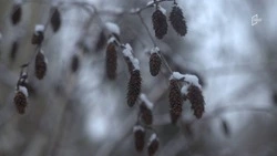Снежная погода сменится дождём в Белгородской области в четверг