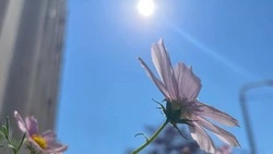 Белгород готовится к аномальной жаре: +33°C ожидается 13 июля